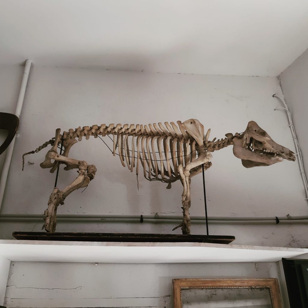 squelette cochon cabinet cruirosite